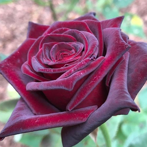 Vrtnica čajevka - Roza - Black Baccara® - 